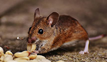 24 Hour & Emergency Exterminators in Bells Cross Roads, NC